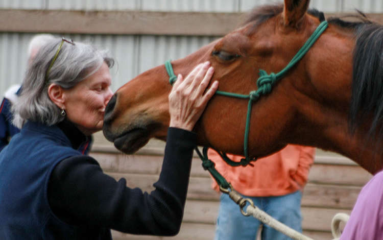 Horses are bridge beings inviting us into the web that connects us all