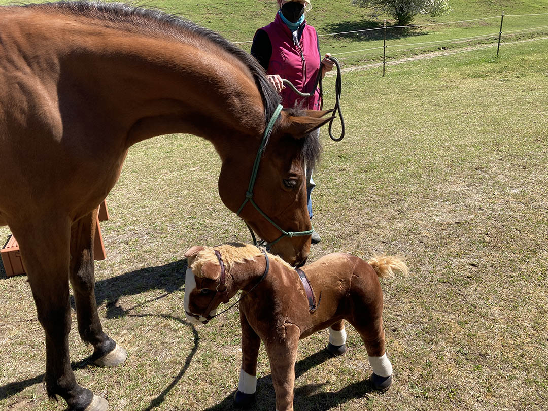 Mystic Carefully Curious about a  New Herd Member